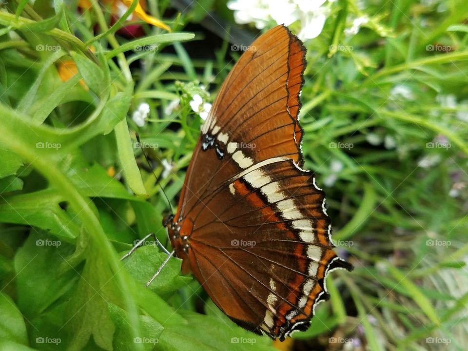 Butterfly on green leaf