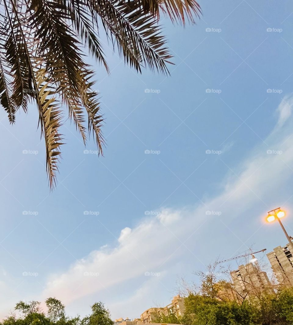 Palm and sky