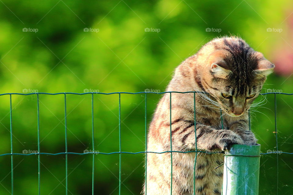 Busy cat on fence. The look.