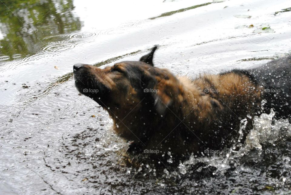 Shaking dog. Lupo shaking off in the pond 