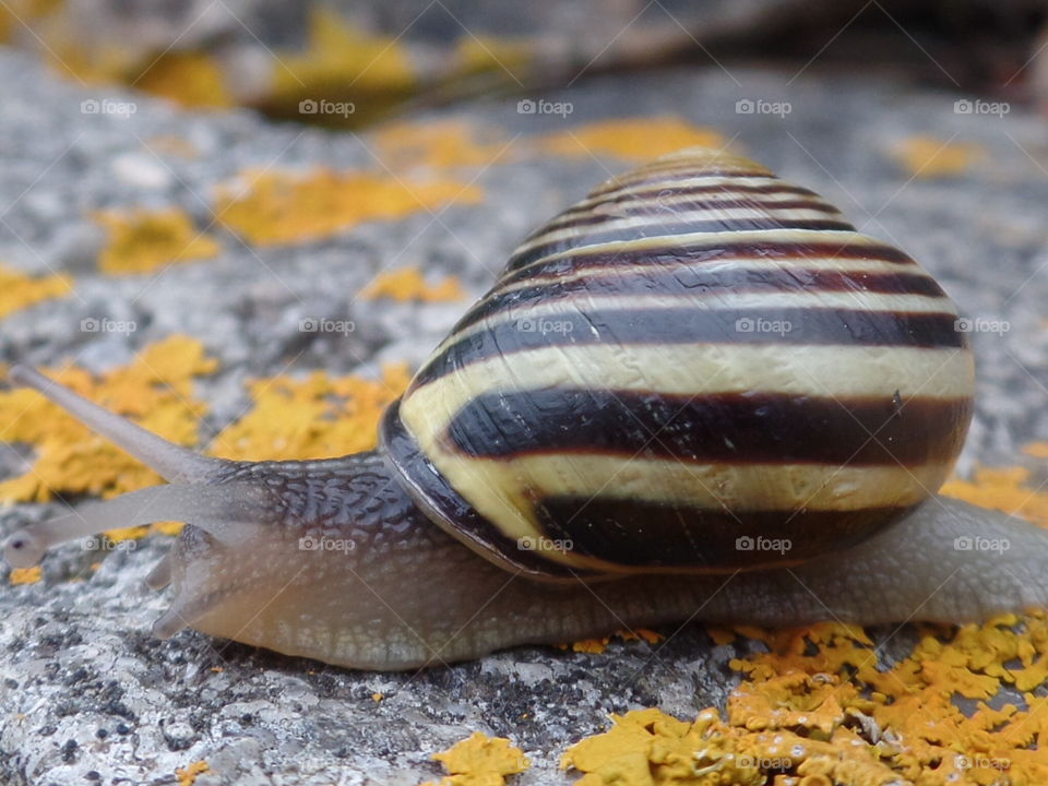 A nice striped snail