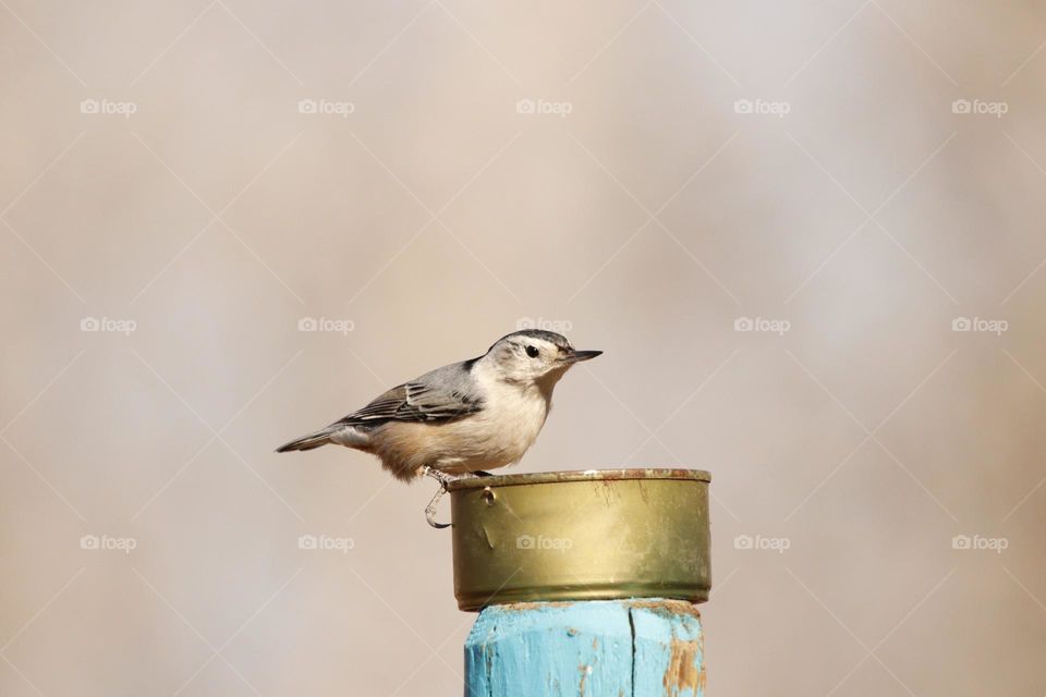 white breasted nut-hatch