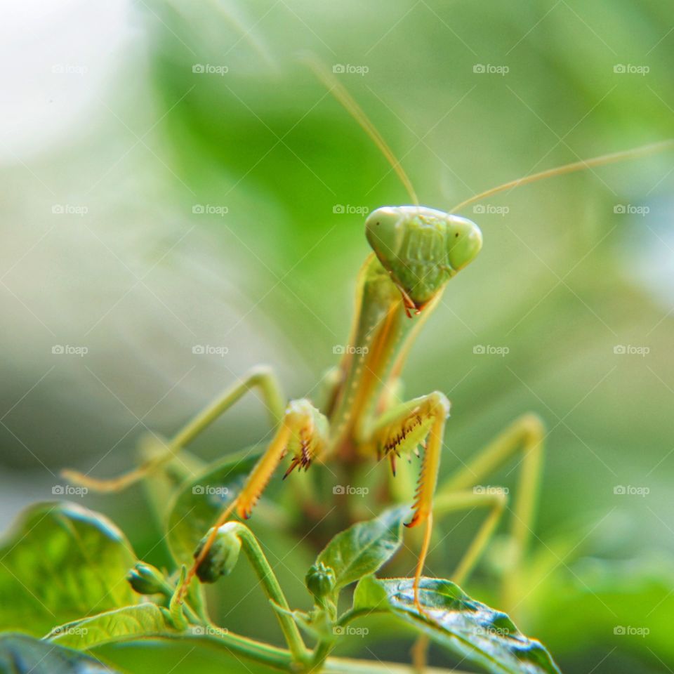 selfie grasshopper