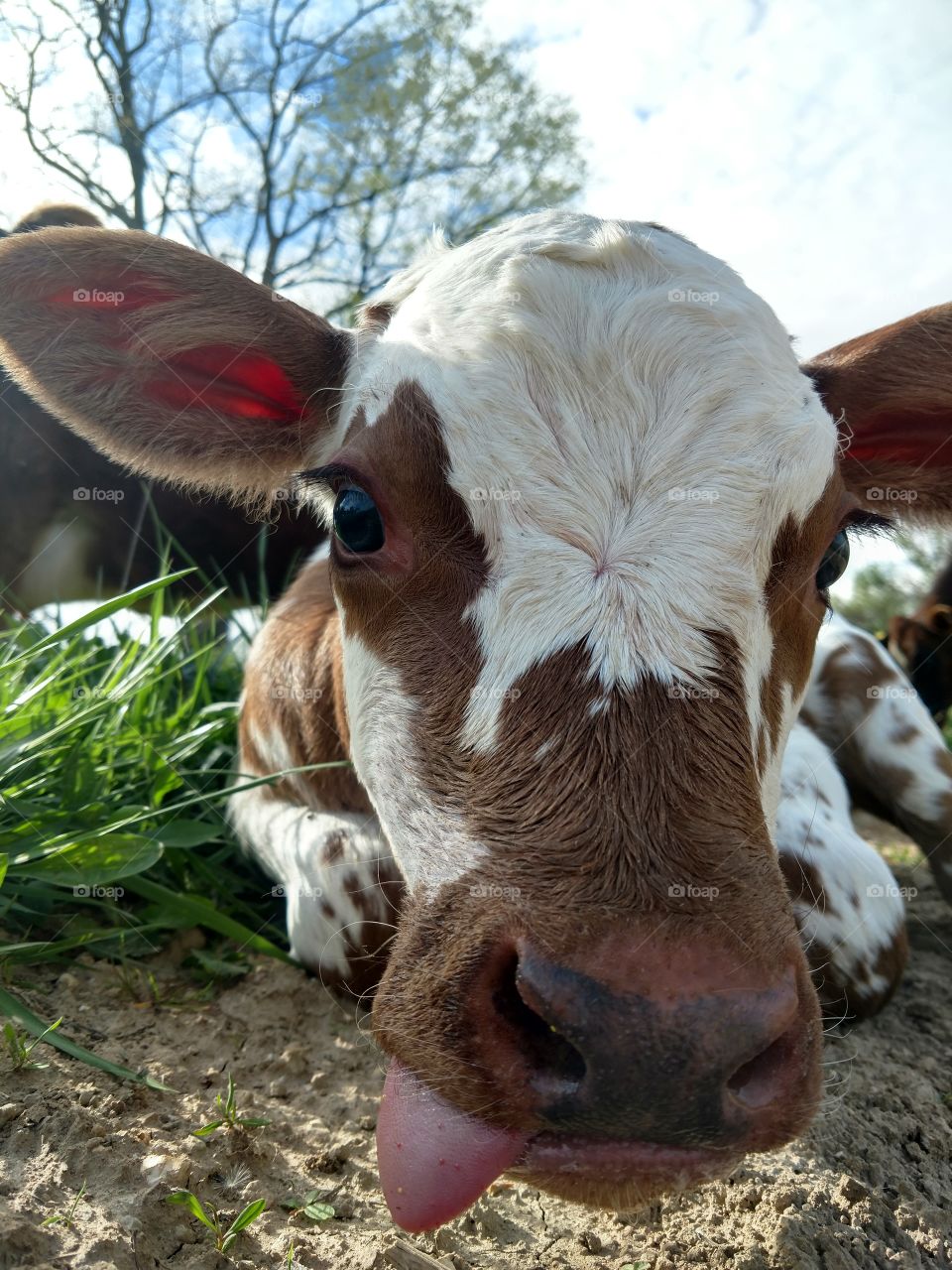 newborn calf