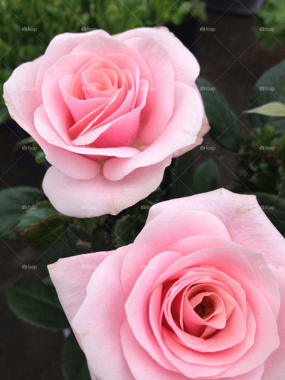 flowers pink roses two by leewee