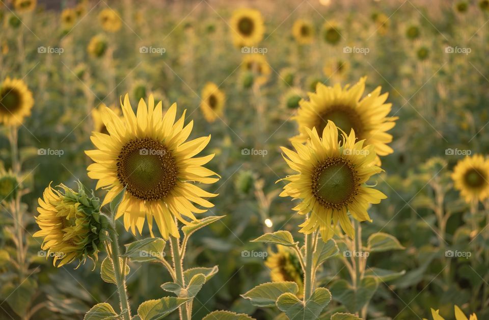 Beautiful sunflower field