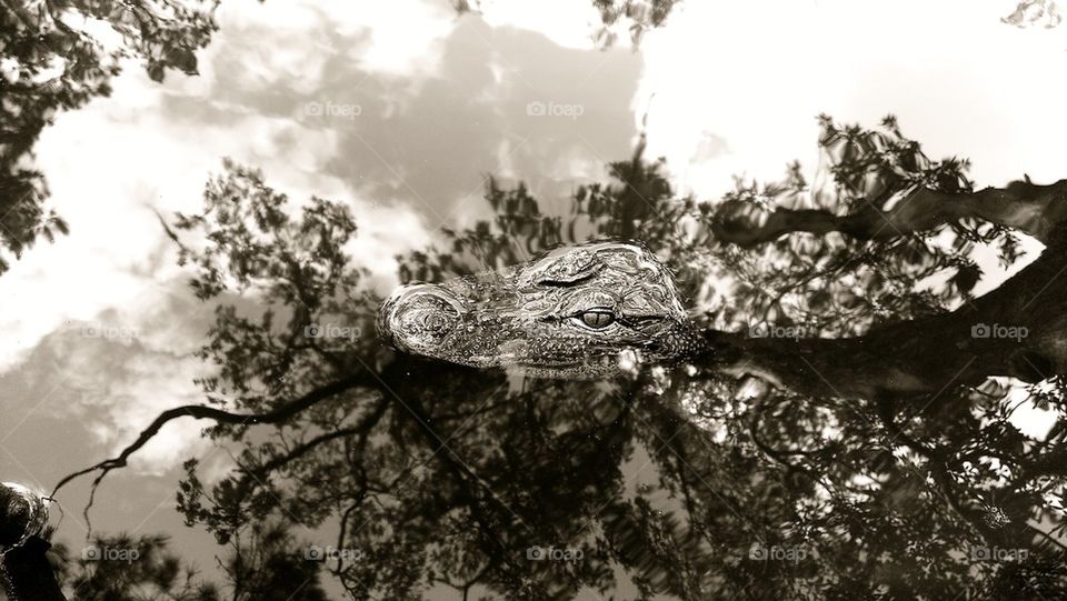 alligator in black and white