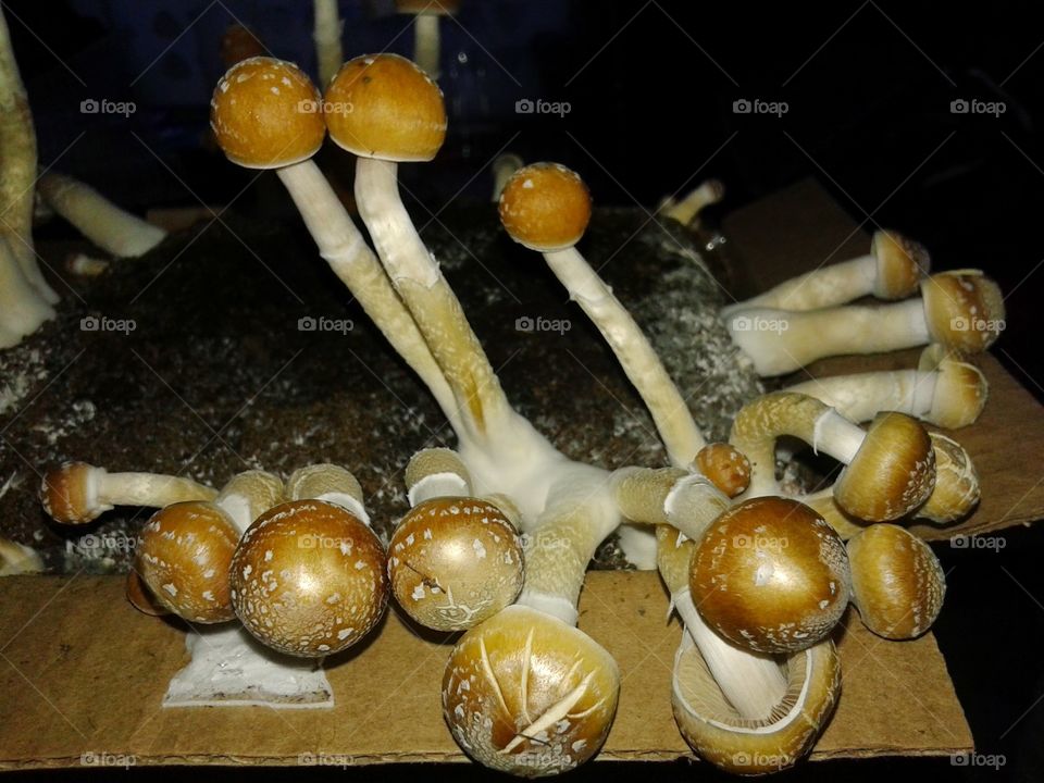 Mushroom, Fungus, Food, Vegetable, Wood