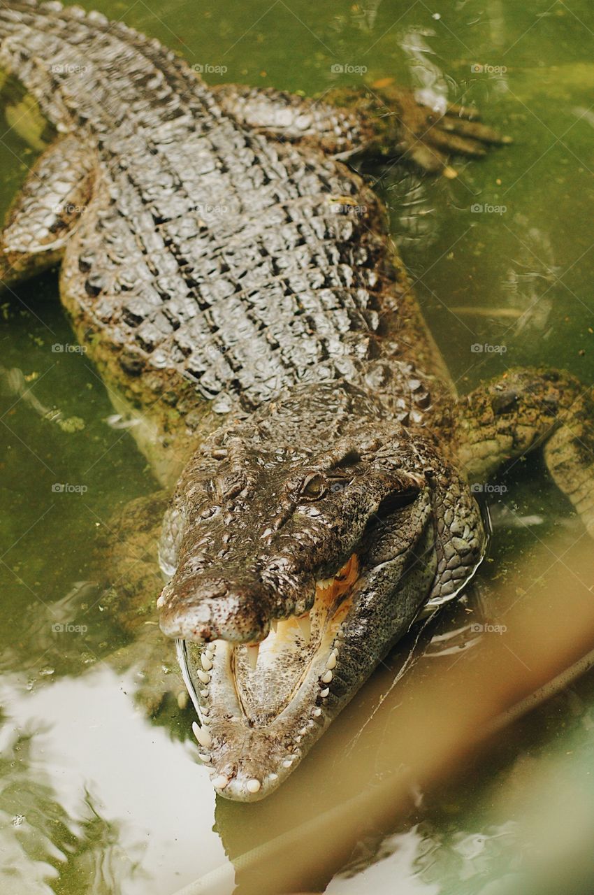 a crocodile in the swamp