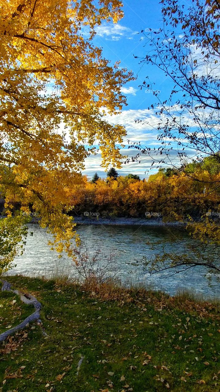 Early morning light reflects off the crystal river waters on a golden fall morning.