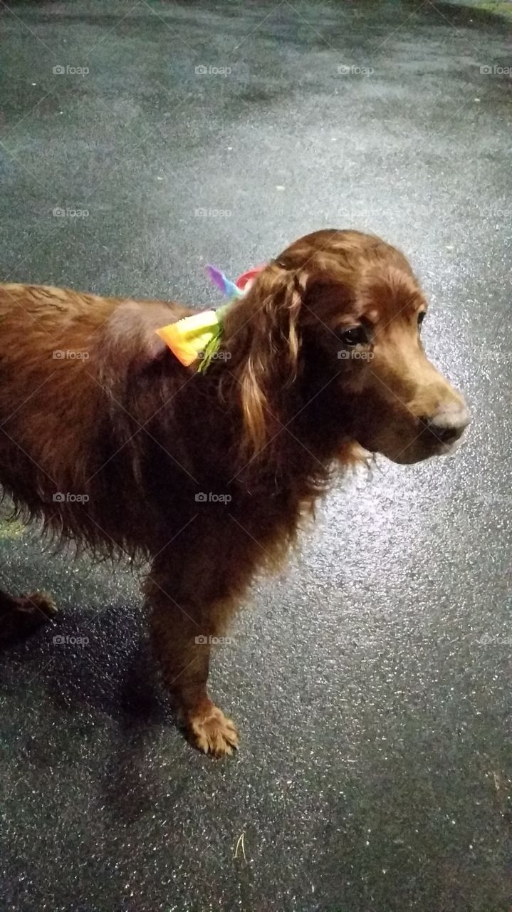 сеттер на прогулке