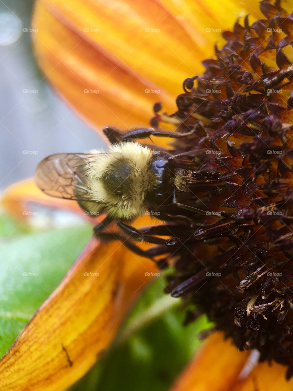 Bee looking for pollen