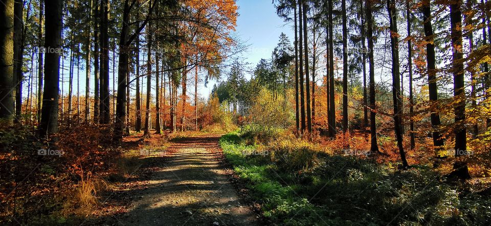 Herbstwald