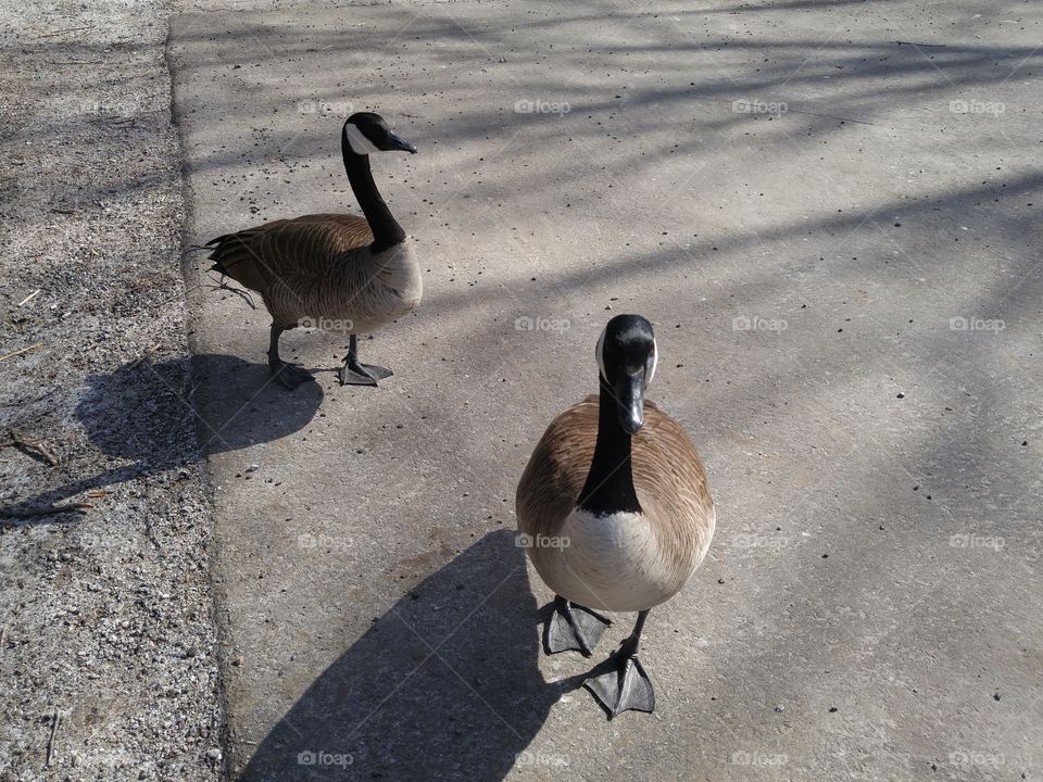 Canada Geese paired off.