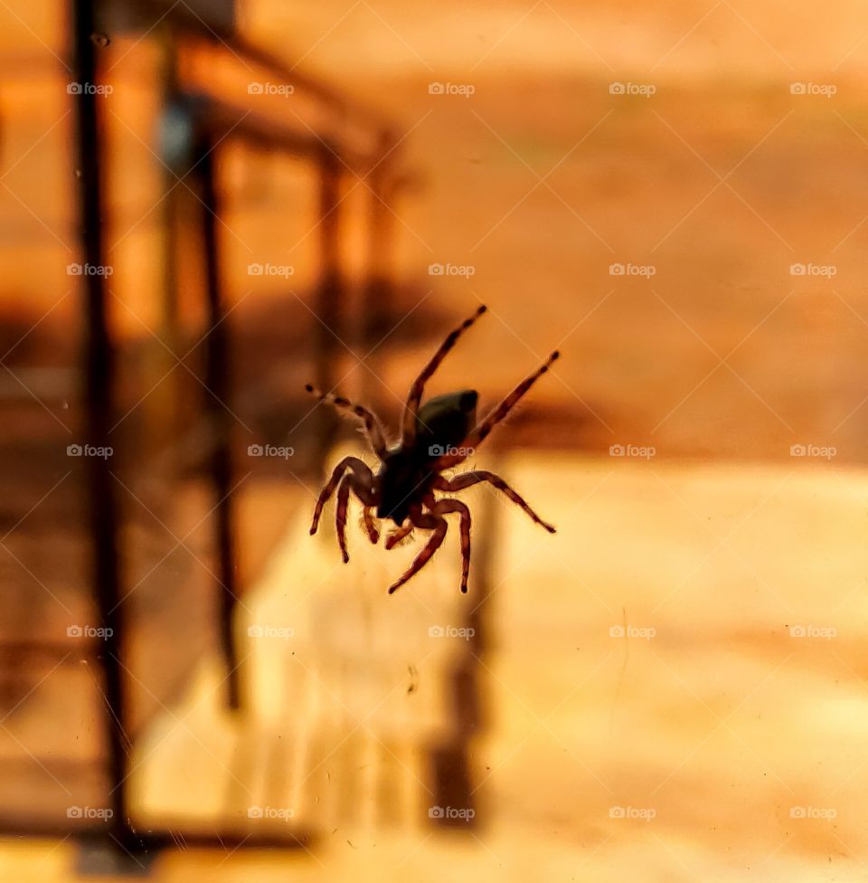 Spider under glass