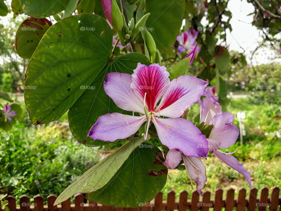 Big pink tree flower