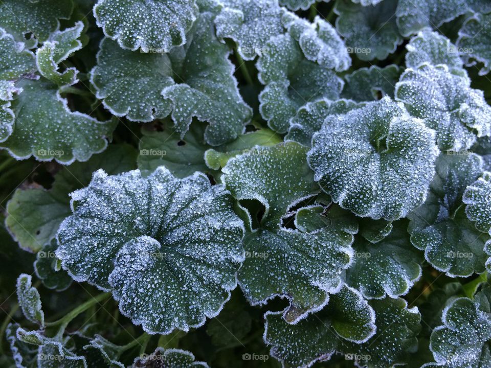 Frost on creeping Charlie