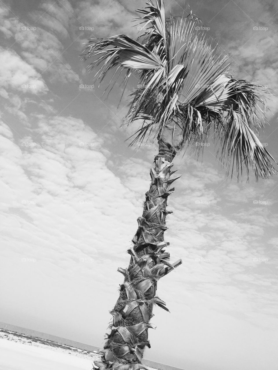 Palm tree 