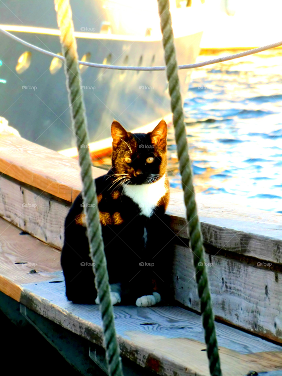 Cat sitting in nautical vessel