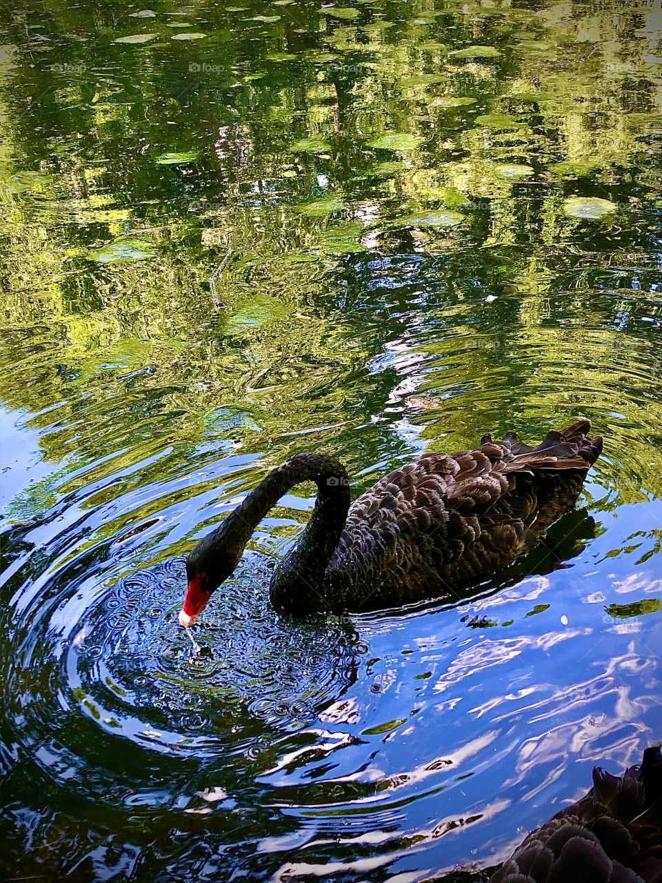 Black Swan 2