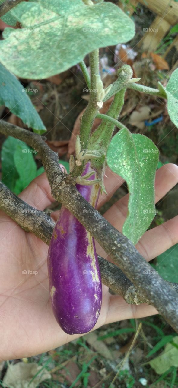 Eggplant and hands.