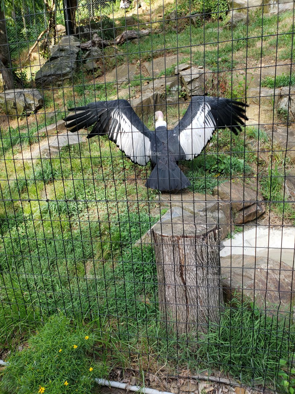 Male condor spreads his wings and dances to impress the ladies up the hill