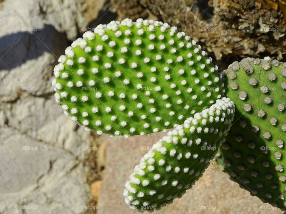 Cactus