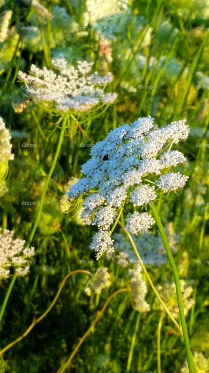 Queen Ann's Lace in the golden hour