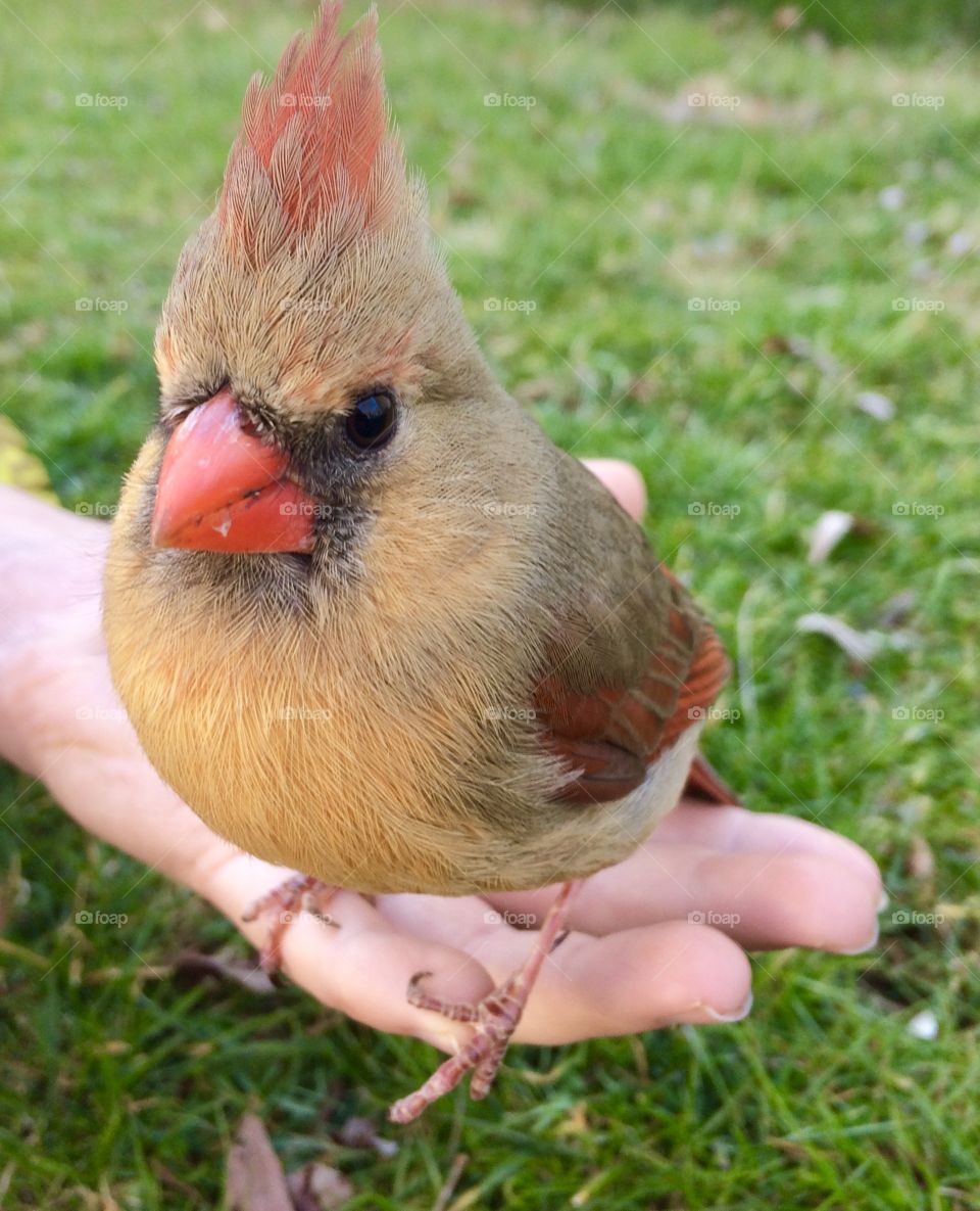 A cardinal perched on a child’s hand 