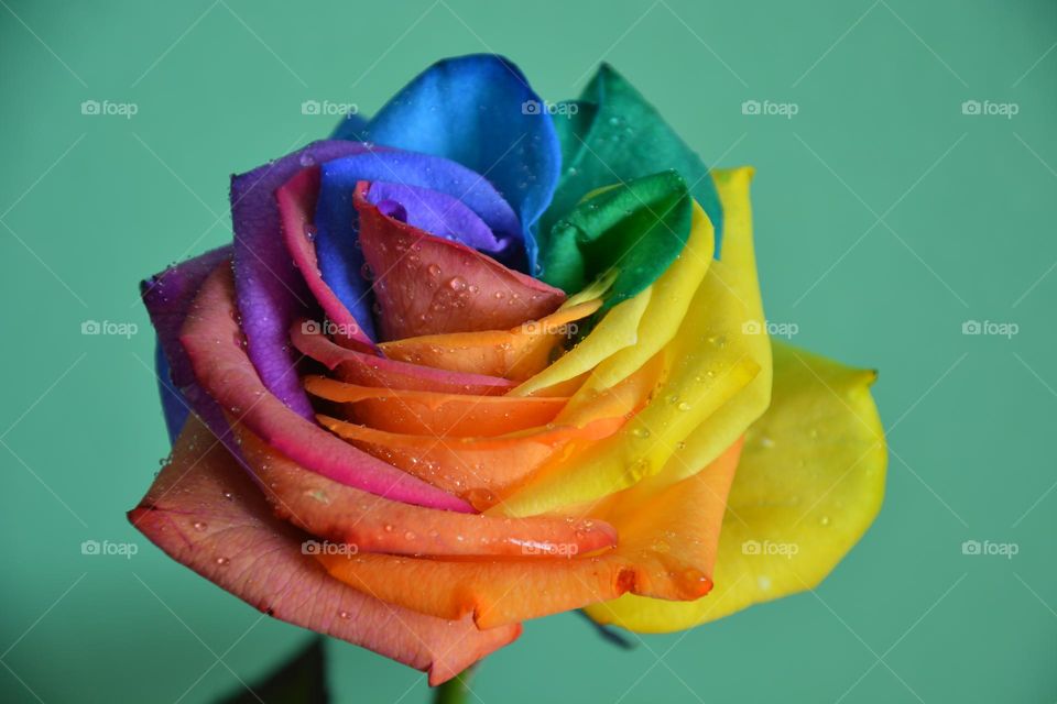 Rainbow rose