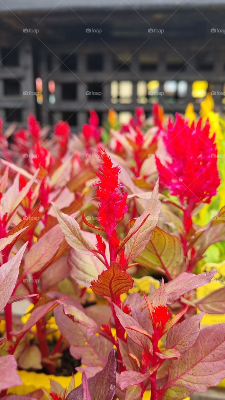 beautiful plants. great color