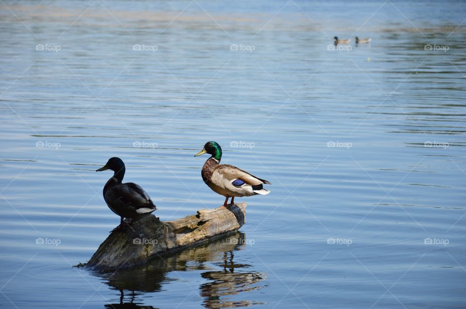 Ducks on lake