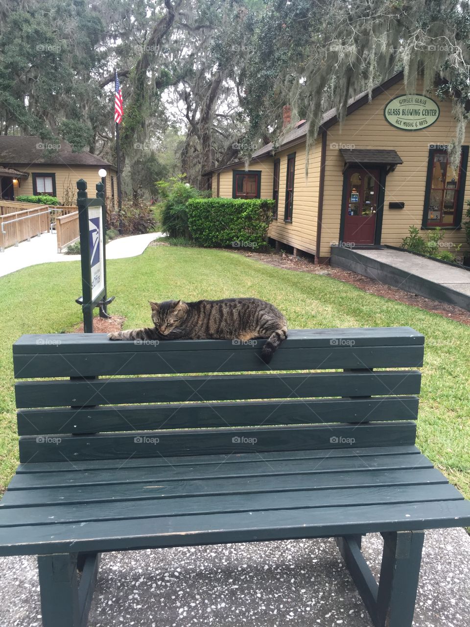 Cat resting on a bench Jekyll island 
