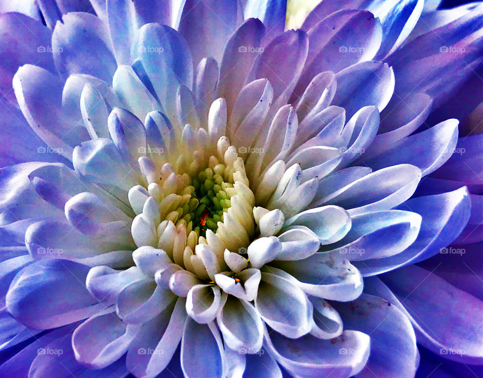 white Chrysanthemum after transform to purple blue my favorite color