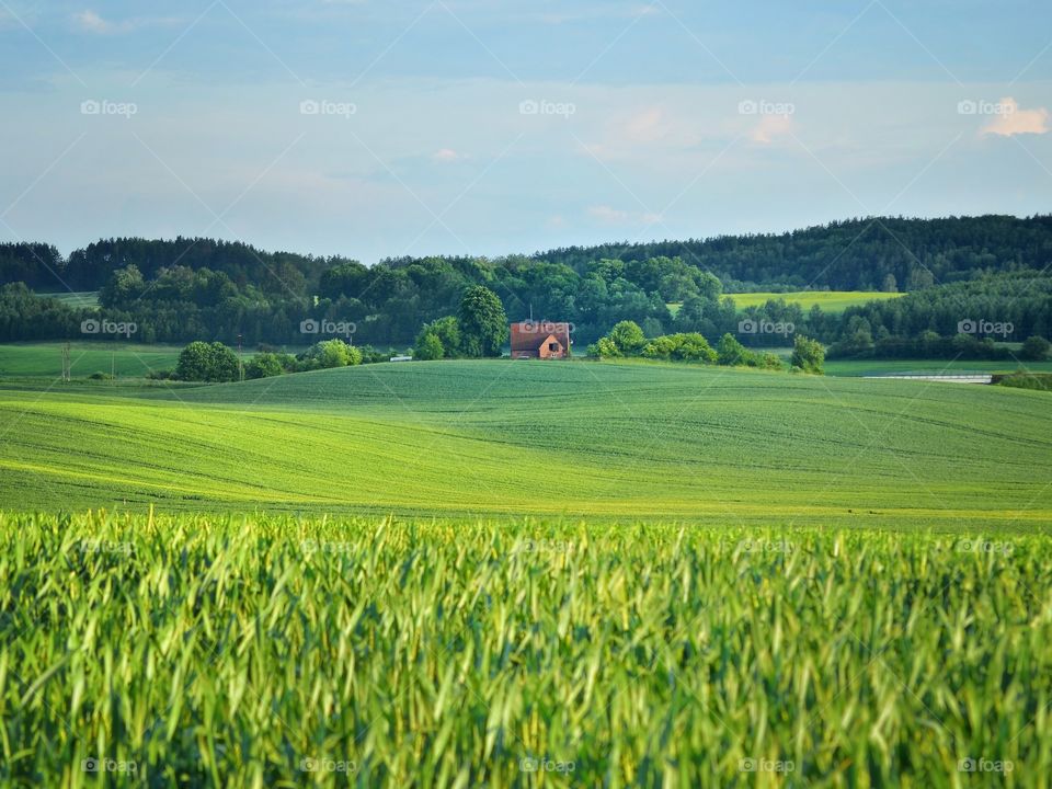 Green field