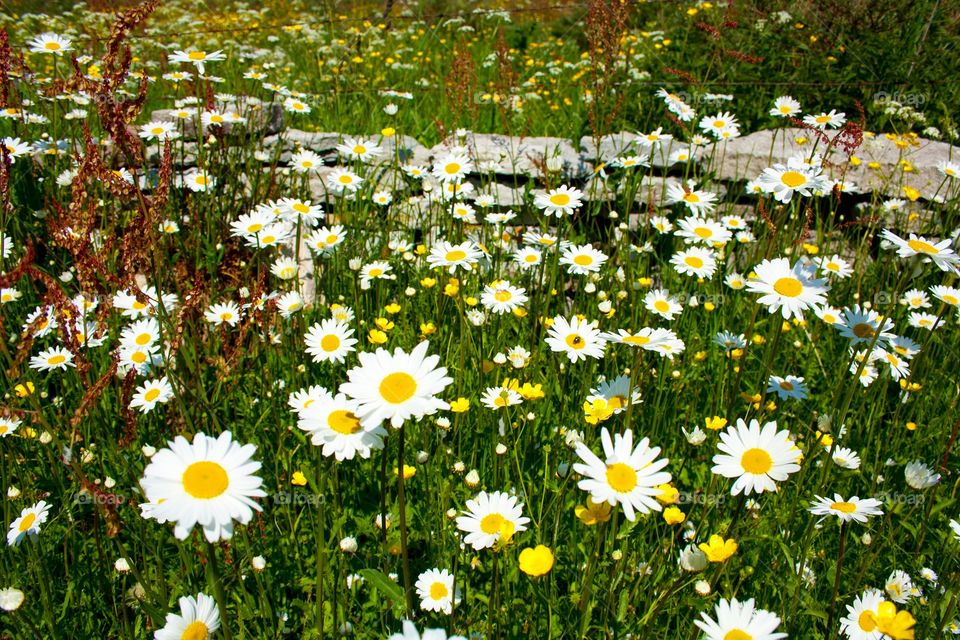 Oxeye Daisy
