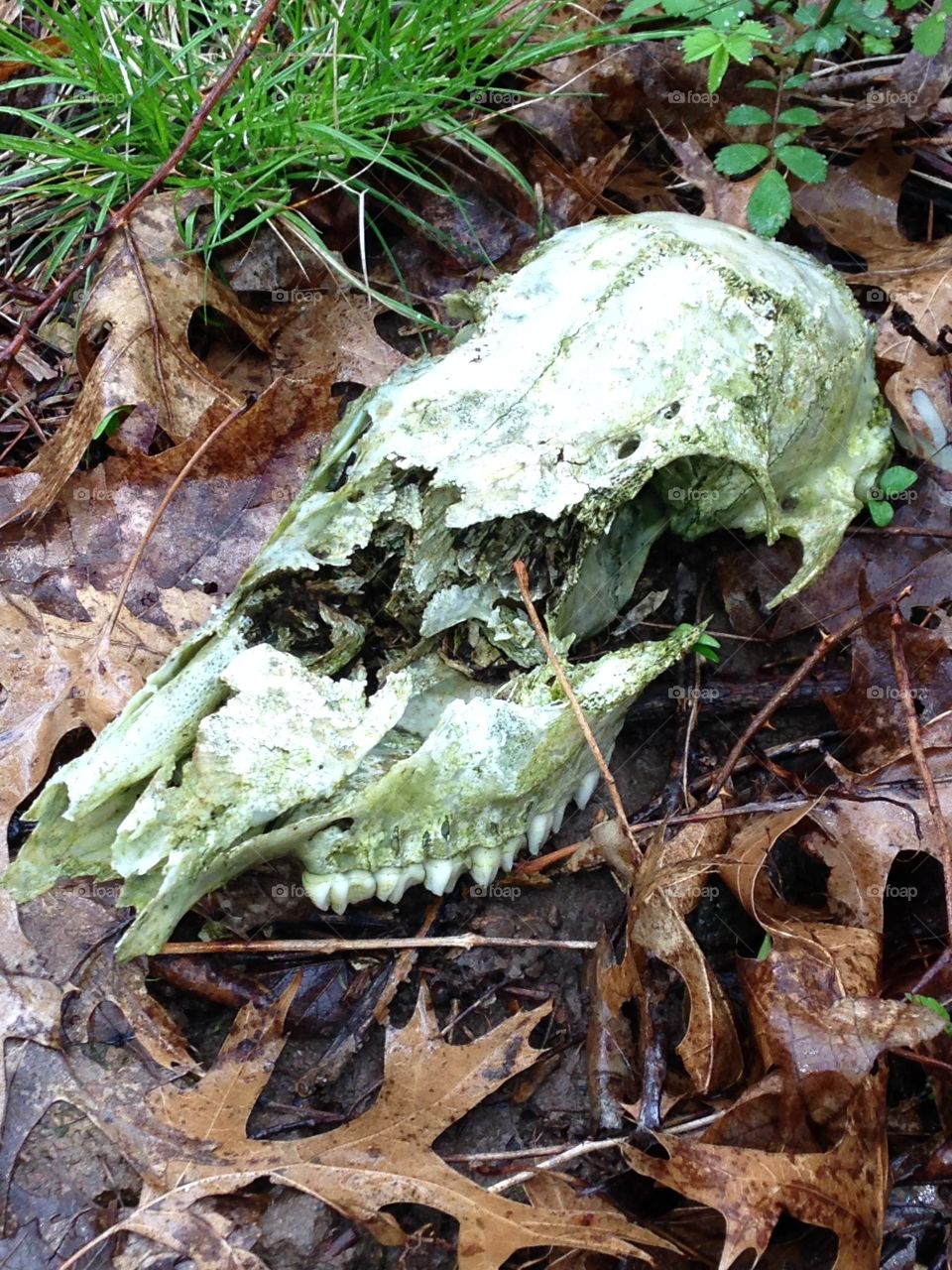 Whitetail deer skull . Whitetail deer skull