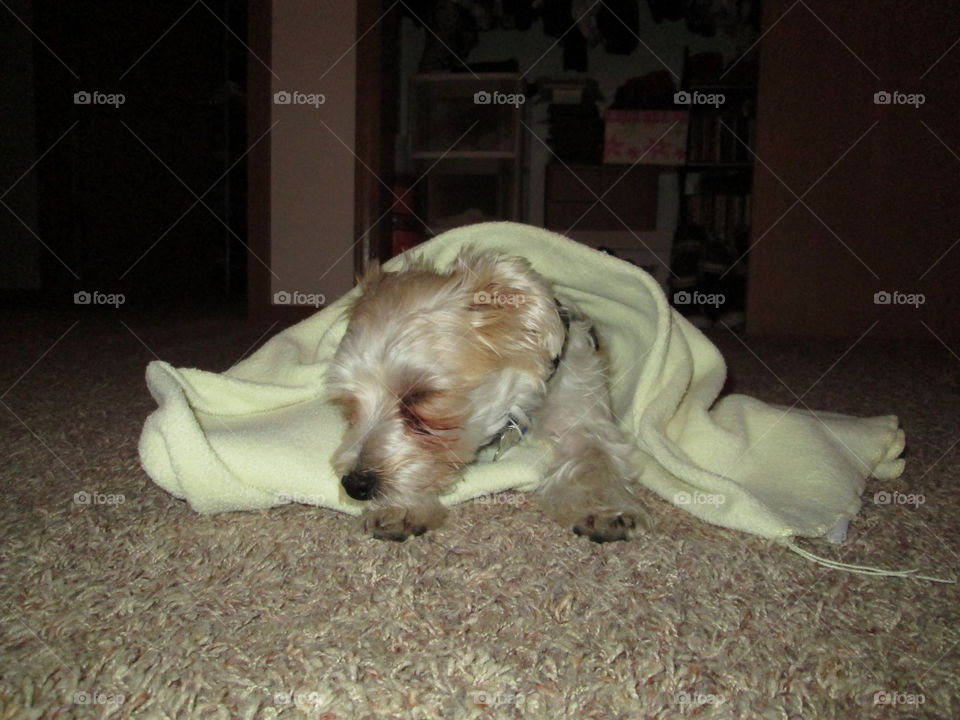 fluffy fur furry tired by ashley77