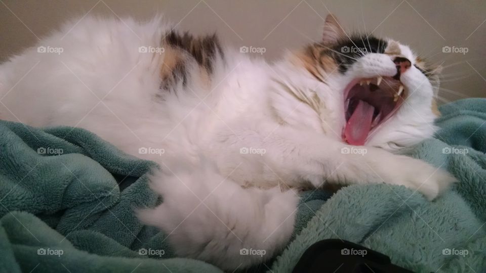 yawning cat. a cute cat yawning or laughing .. you decide 