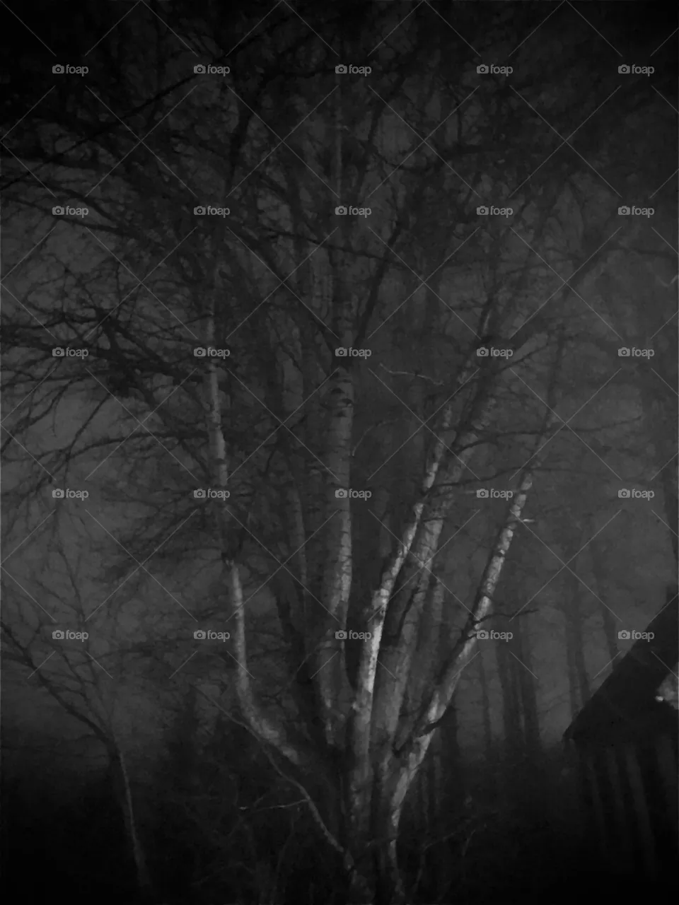 Tree in the fog