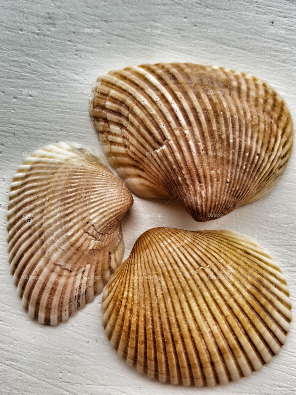 shell