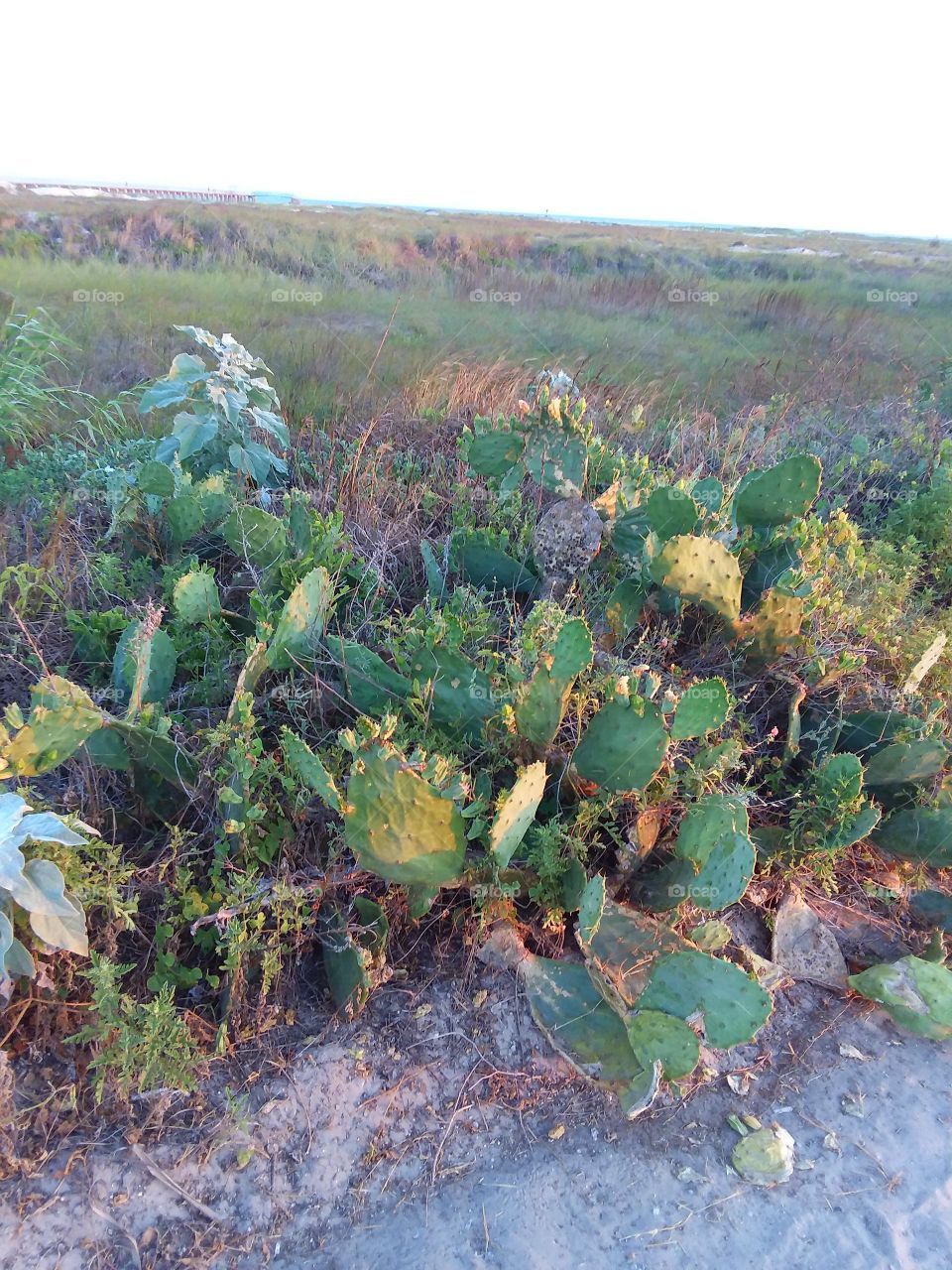 prickly pear cactus