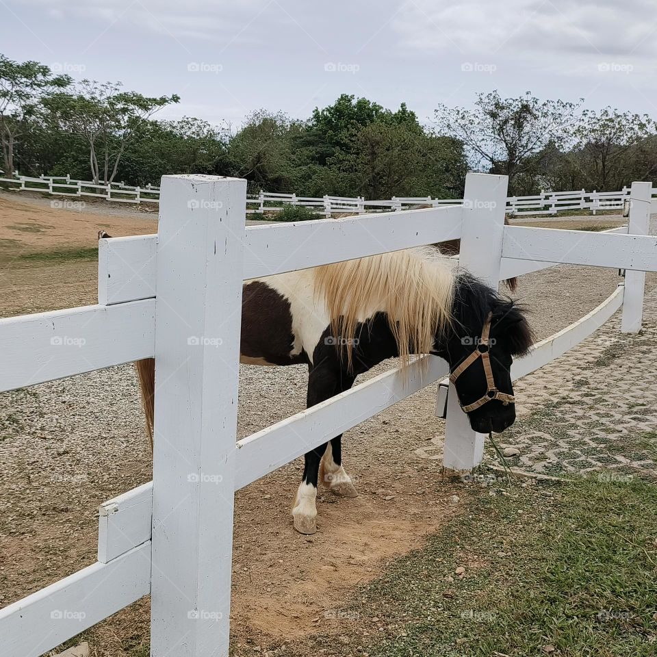 Horses at Chulu Ranch in Beinan Township