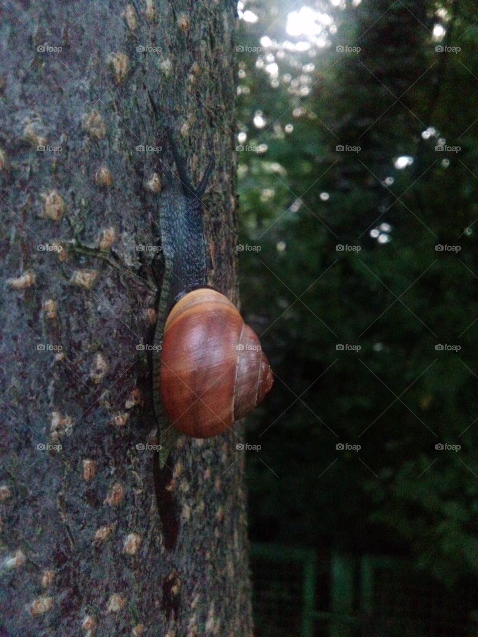 Snail