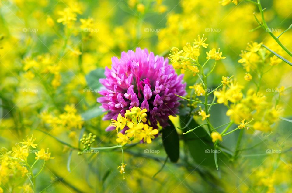 Spring Tenderness, close up Flowers