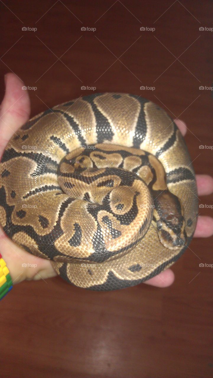 ball python