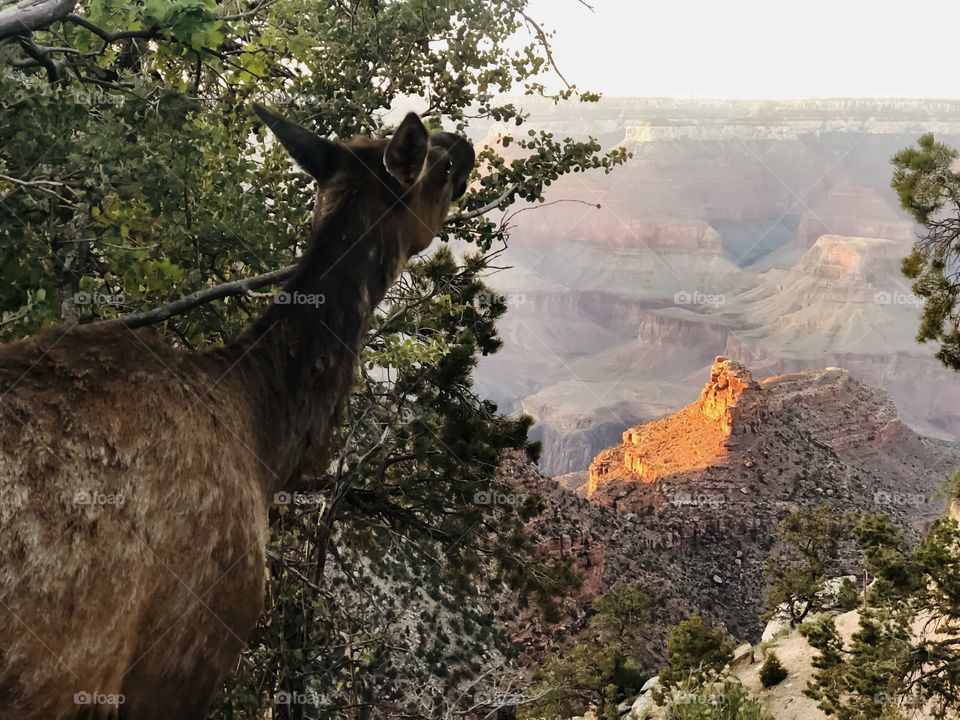 Elk enjoying the view of the Grand Canyon, Arizona