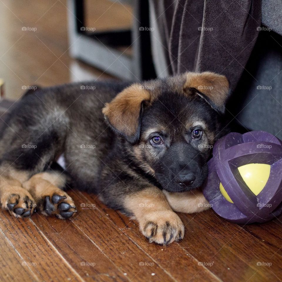 German Shepard puppy laying down my toy