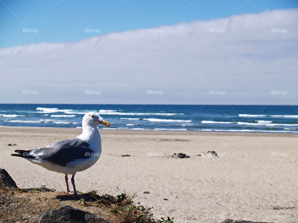 Canon Beach Seagull