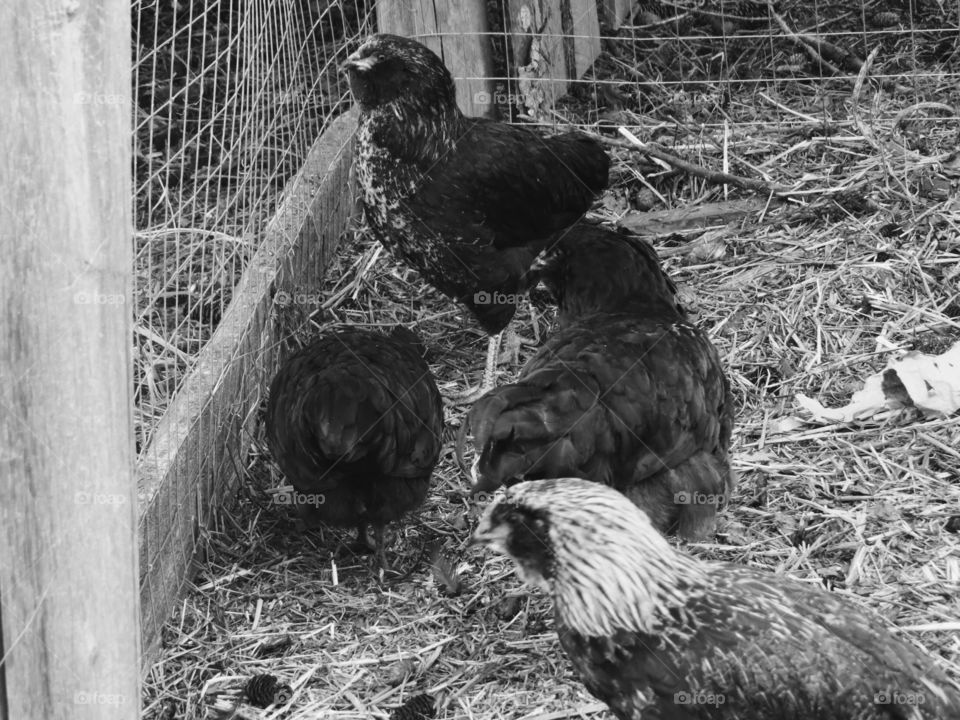 Chickens in black and white at the sunmaze, Bowden AB